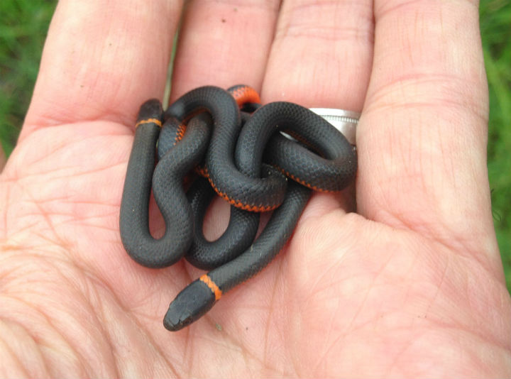 Ringneck Snakes
